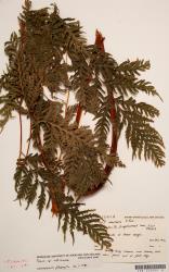 Pteris epaleata. Herbarium specimen from Resolution Island, Fiordland, CHR 2353997A, showing a mature fertile frond.
 Image: B. Hatton © Landcare Research CC BY-NC 3.0 NZ